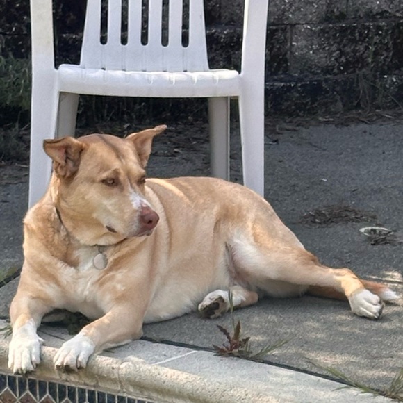 Meet your Posher, MoJo - Picture 3 of 13